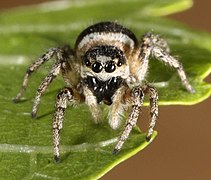 Salticus scenicus-f.jpg