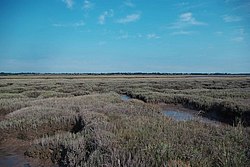 Saltmarsh On Skippers Island - geograph.org.uk - 1443771.jpg