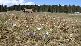 Prairie_parsemée_de_crocus_près_du_refuge_du_Poteau.