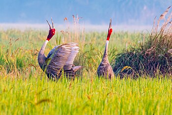 Trumpeting of Indian Sarus Crane (Grus antigone) in its courtship ritual Amitava Dutta 20.182 5.417 out of 10, SD 1.794