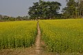 Sauraha Chitwan 2018.jpg
