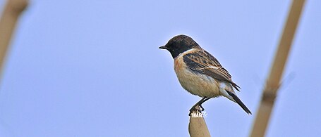 Siberian Stonechat