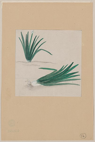 File:Scallions with plant growing in the background LCCN2009630035.jpg