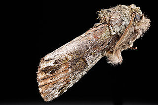 <i>Coelodasys unicornis</i> Species of moth