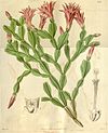 Schlumbergera russelliana (Epiphyllum russellianum) Bot. Mag. 66. 3717. 1839.jpg