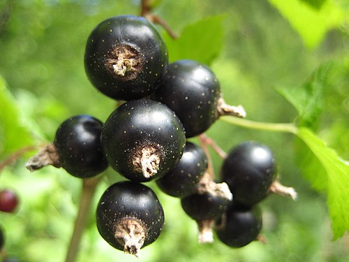 Blackcurrant vs. Blackberry - What's the difference? | Ask ...