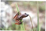 Miniatura para Scinax squalirostris