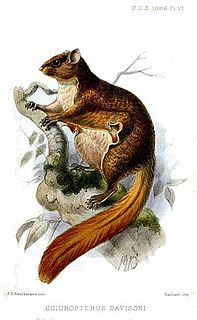 <i>Iomys</i> Genus of rodents