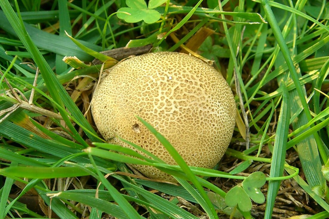 File:Scleroderma areolatum.jpg