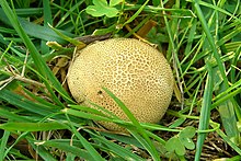 Склеродермия areolatum.jpg