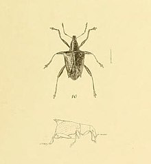 Scolopterus penicillatus Белый 1846.jpg