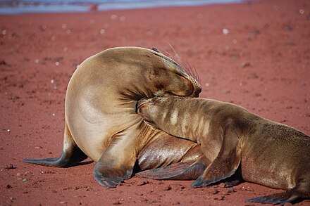 Mother sea lion and pup.