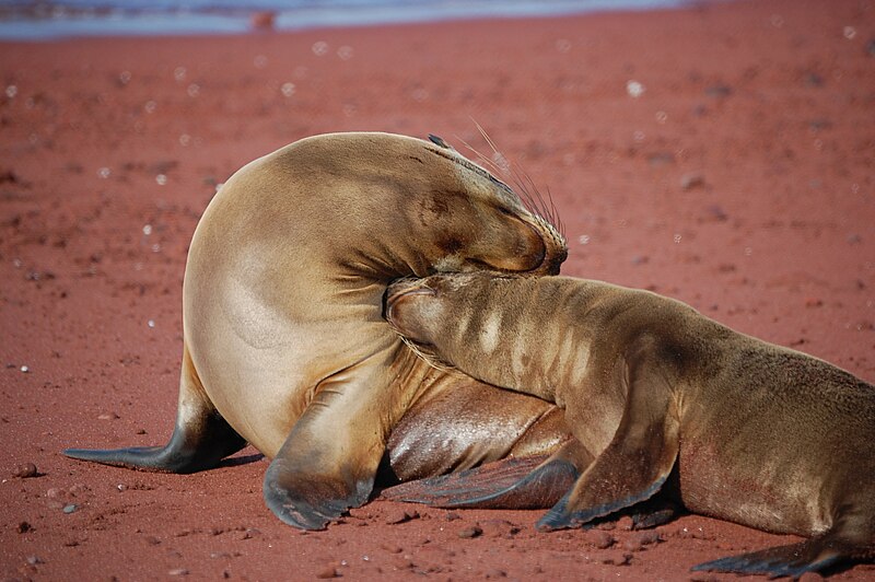 File:Sea Lions Nuzzling.jpg