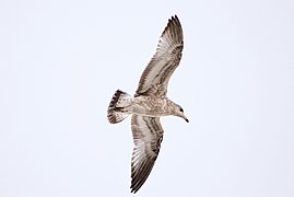 Seagull, mid-flight, deliberate shot