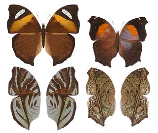 <i>Salamis</i> (butterfly) Genus of butterflies