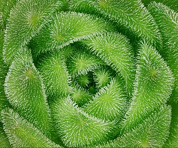 Sempervivum montanum - close up