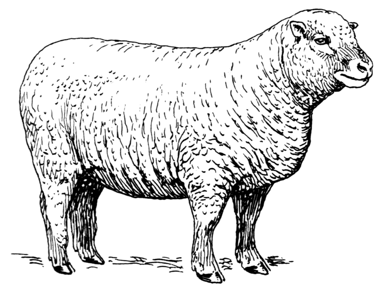 File:Sheep (PSF).png