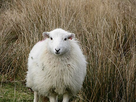 File:Sheep on Arthog Farm - geograph.org.uk - 344657.jpg