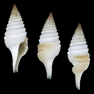 <i>Gemmula oliverai</i> Species of gastropod