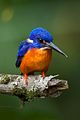Shining-blue Kingfisher - Kibale Uganda 06 4094 (16316147381).jpg