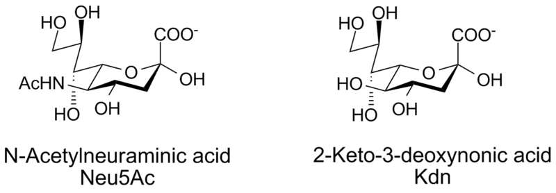 File:Sialic acids.1.png