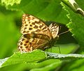 Silver-washed Fritillary. Female - Flickr - gailhampshire.jpg