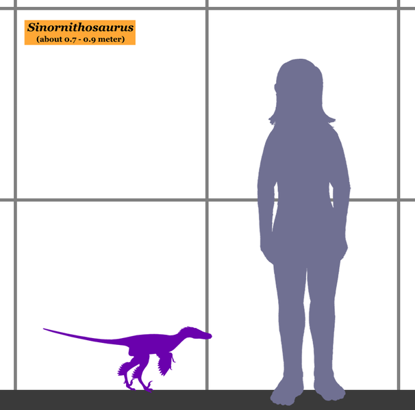 File:Sinornithosaurus SIZE.png