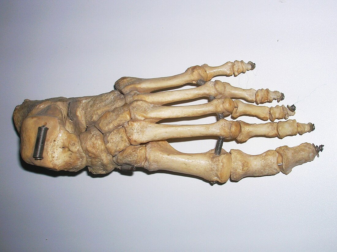 Tarso (anatomía)