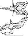 August 30: Skull reconstruction of Kosmoceratops richardsoni.