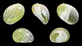 * Nomination Shell of an Emerald Nerite, Smaragdia viridis --Llez 04:53, 16 August 2021 (UTC) * Promotion  Support Good quality. --Knopik-som 05:09, 16 August 2021 (UTC)