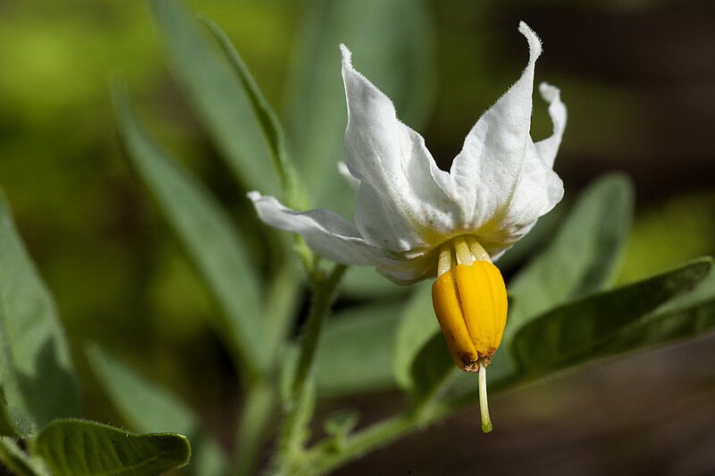 File:Solanum jamesii - Flickr - aspidoscelis.jpg