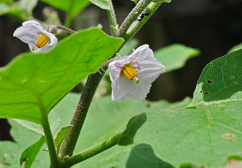 File:Solanum melongena 24 08 2012 (2).JPG