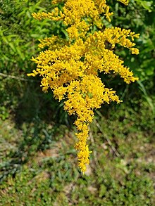 Inflorescence in bloom Solidago canadensis flower.jpg