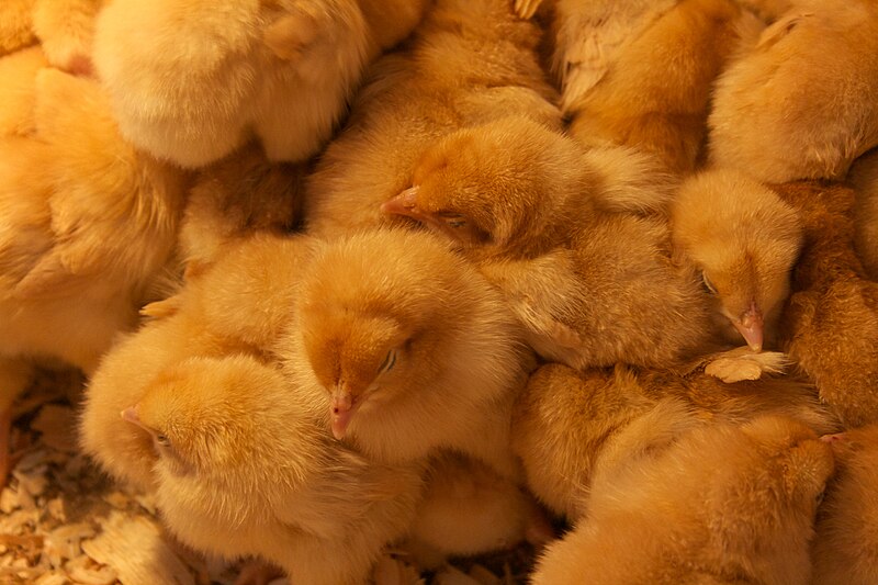 File:Some Chicks.jpg