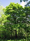 Sorbus torminalis Full tree.jpg