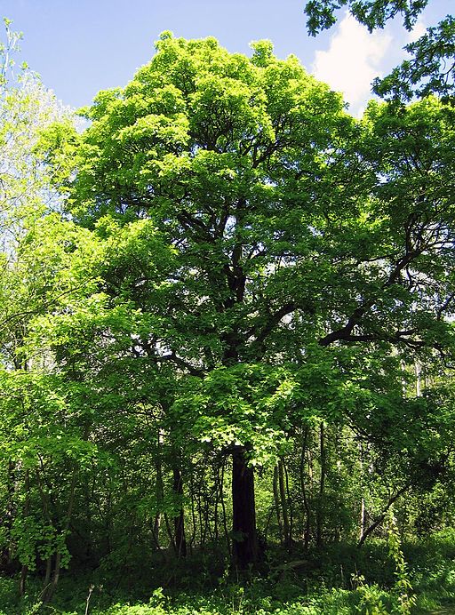 Sorbus torminalis Full tree