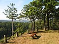 Walking trail and view point in the forest near the town of Spa