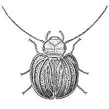 Sphaeropsocus kuenowii.jpg