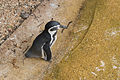 * Nomination Spheniscus humboldti (Humboldt Penguin) in the ZooParc de Beauval in Saint-Aignan-sur-Cher, France. -- Medium69 00:57, 19 November 2015 (UTC) * Decline Too much background and not enough bird; angle could be better --Daniel Case 20:24, 26 November 2015 (UTC)