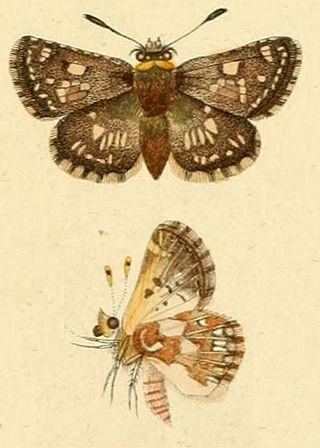 <i>Spialia therapne</i> Species of butterfly