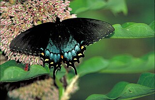 Sưu tập Bộ cánh vẩy 2 - Page 69 320px-Spicebush_swallowtail_papilio_troilus_black_butterfly_with_yellow_and_orange_dots_and_neon_blue_shading