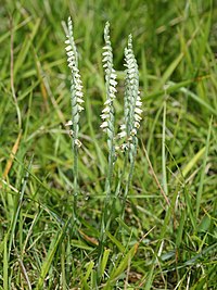 Spiranthes spiralis (habitus).jpg