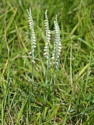 Spiranthes spiralis