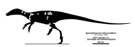 Spondylosoma Spondylosoma skeletal Headden.png