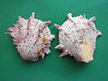 Spondylus americanus