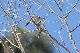 Spotted wren