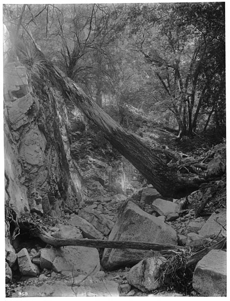 File:Spring in the forest on Mount Lowe, Altatena, California (CHS-959).jpg