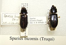Spurius bicornis sjh.jpg