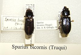 Spurius bicornis