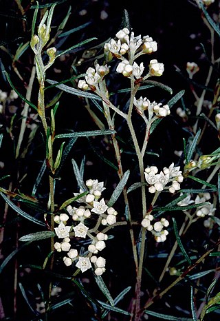 <i>Spyridium waterhousei</i> Species of shrub
